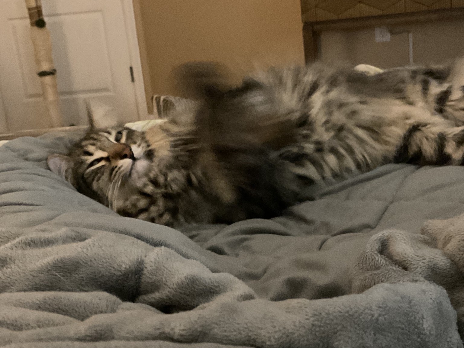 A tabby cat relaxing on a soft blanket