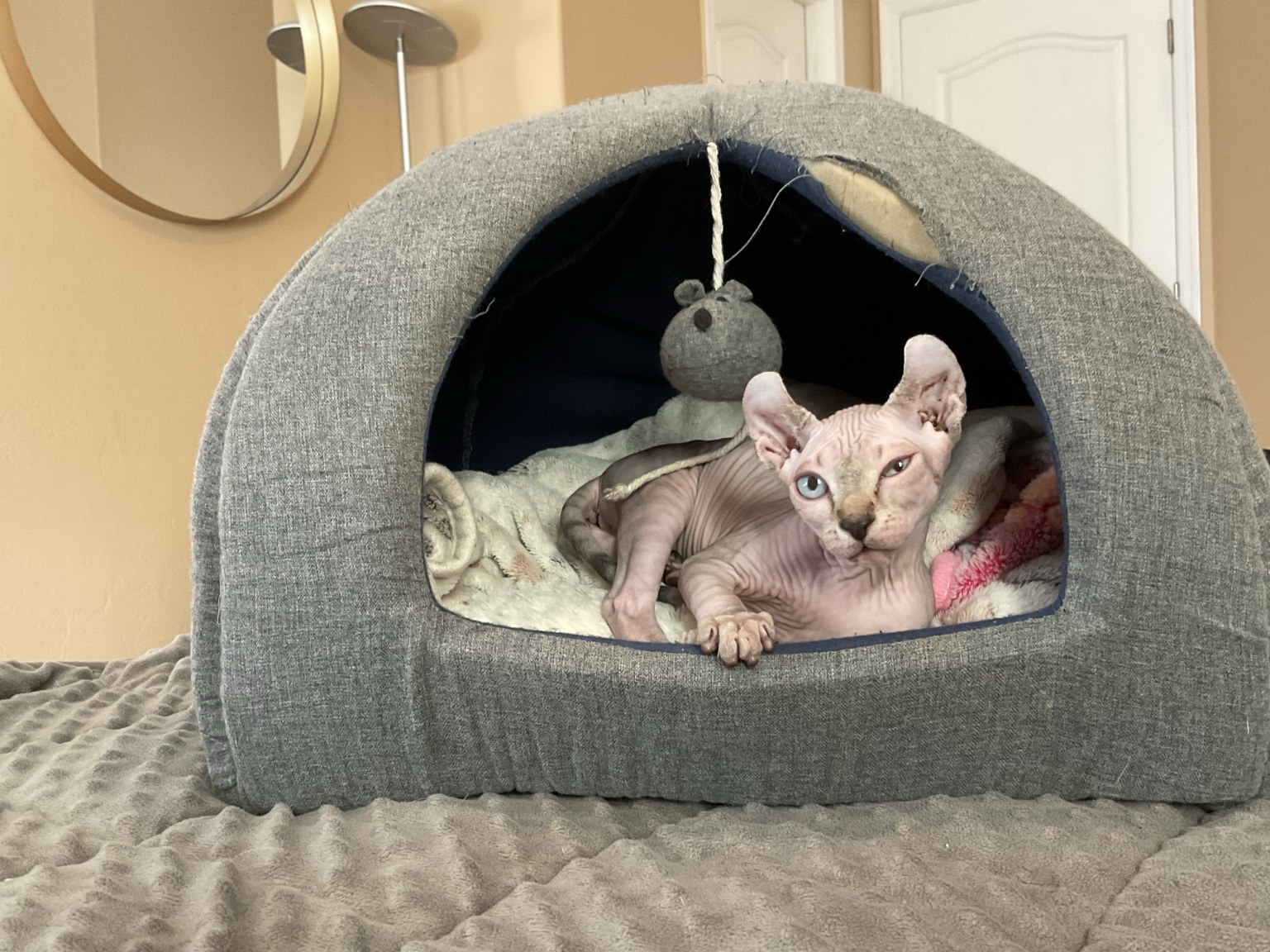 A hairless cat relaxing in a cozy covered bed
