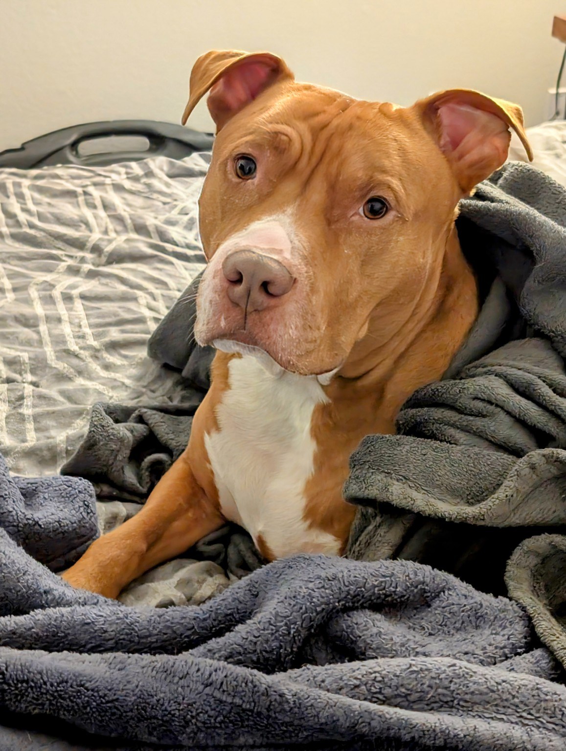 A brown and white dog nestled in soft blankets