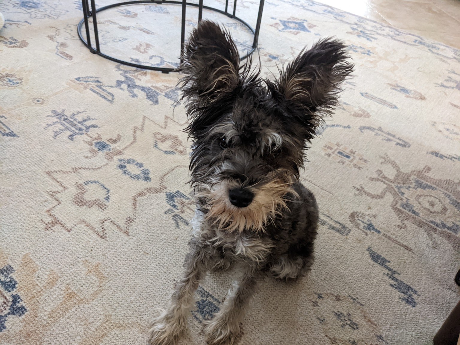A small scruffy dog with upright ears sitting on a rug