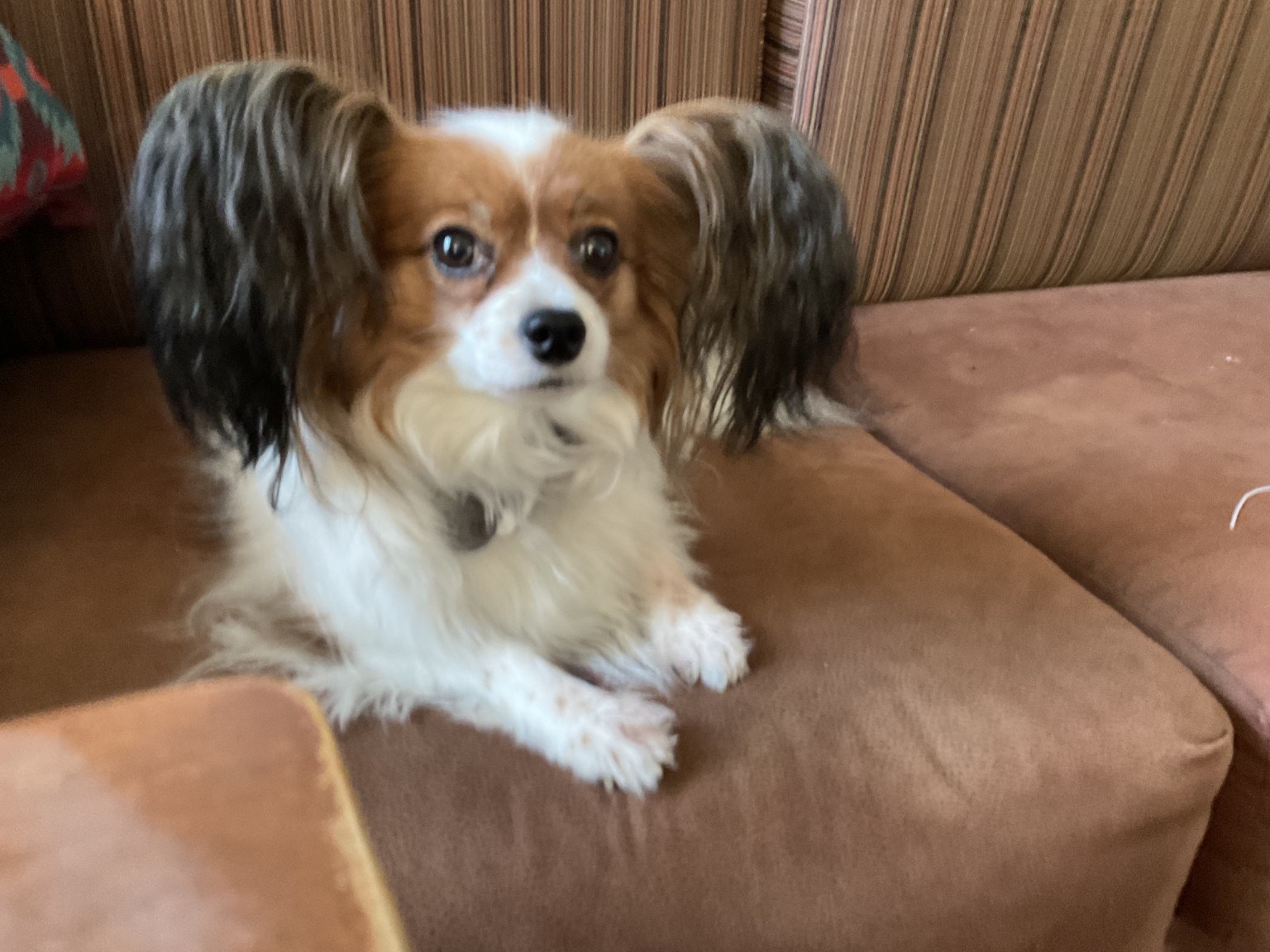 A small long-eared dog sitting on a sofa