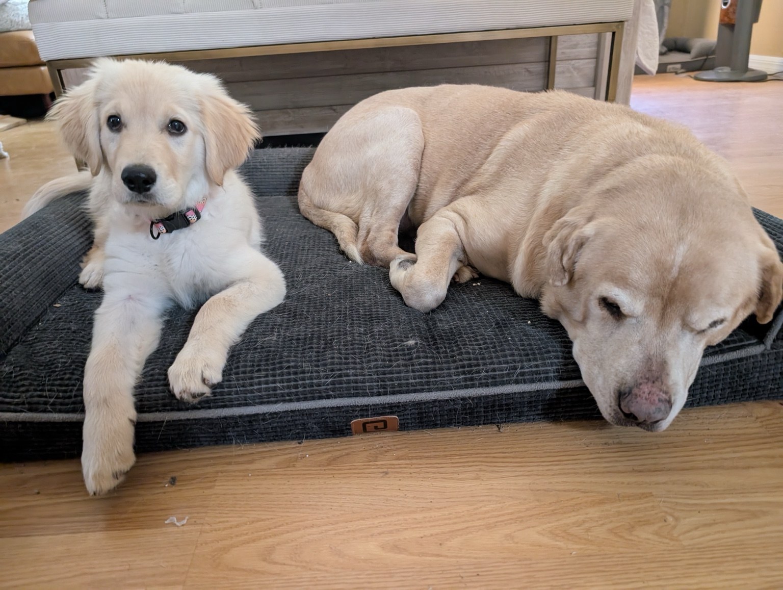 A puppy and an older dog resting together, pets Ann has cared for